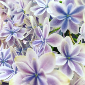 紫陽花ガーデン